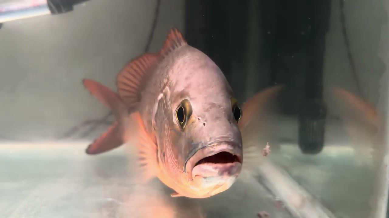 Barramundi, snapper & tiger shovelnose catfish...