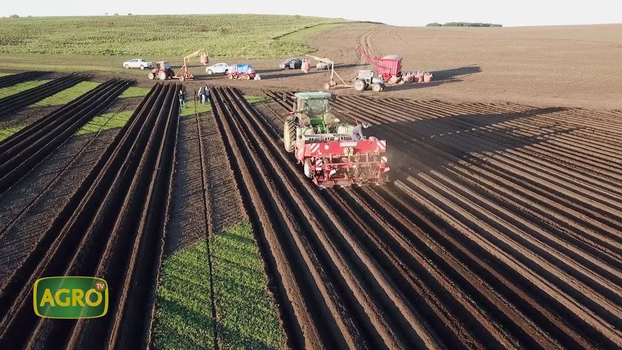 La Tradición Agrícola: Pasión y precisión para producir 55 mil toneladas de papas (#950 2021-10-23)
