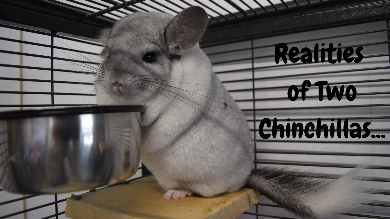 The Reality Of Owning TWO Chinchillas