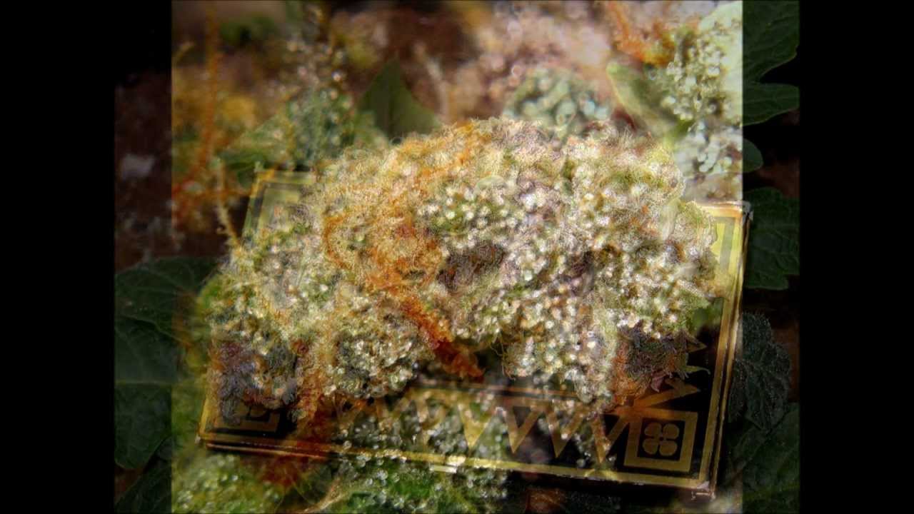 Hybrid Grow Lighting Solutions