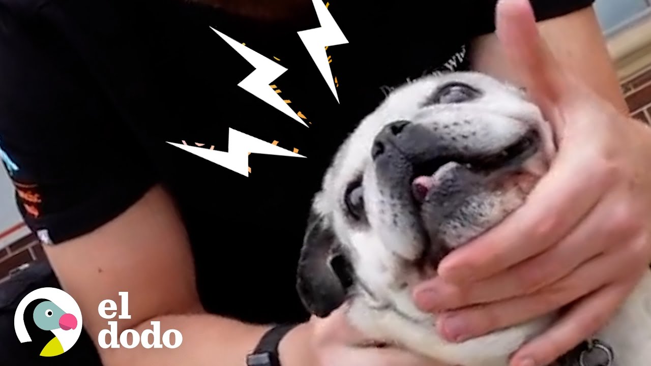 Quiropráctico de animales trabaja con animales salvajes | Dodo Héroes | El Dodo