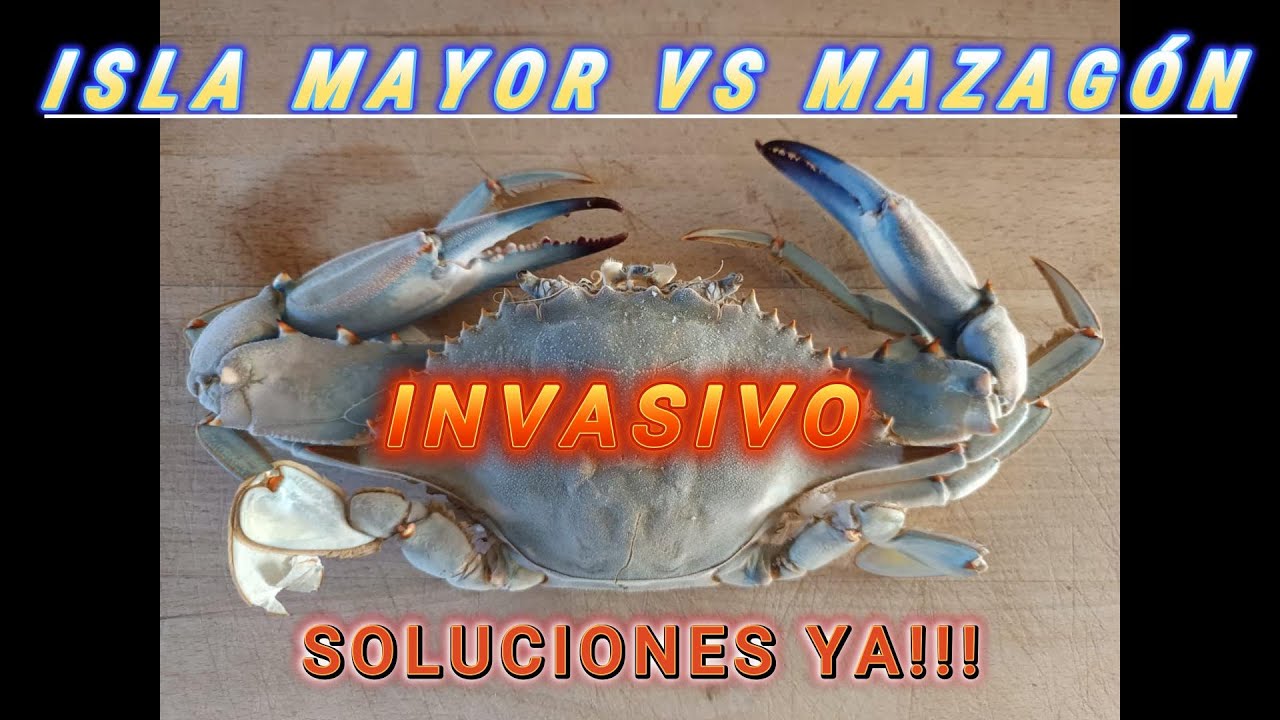 ESPECIE INVASORA...CANGREJO AZUL!!!