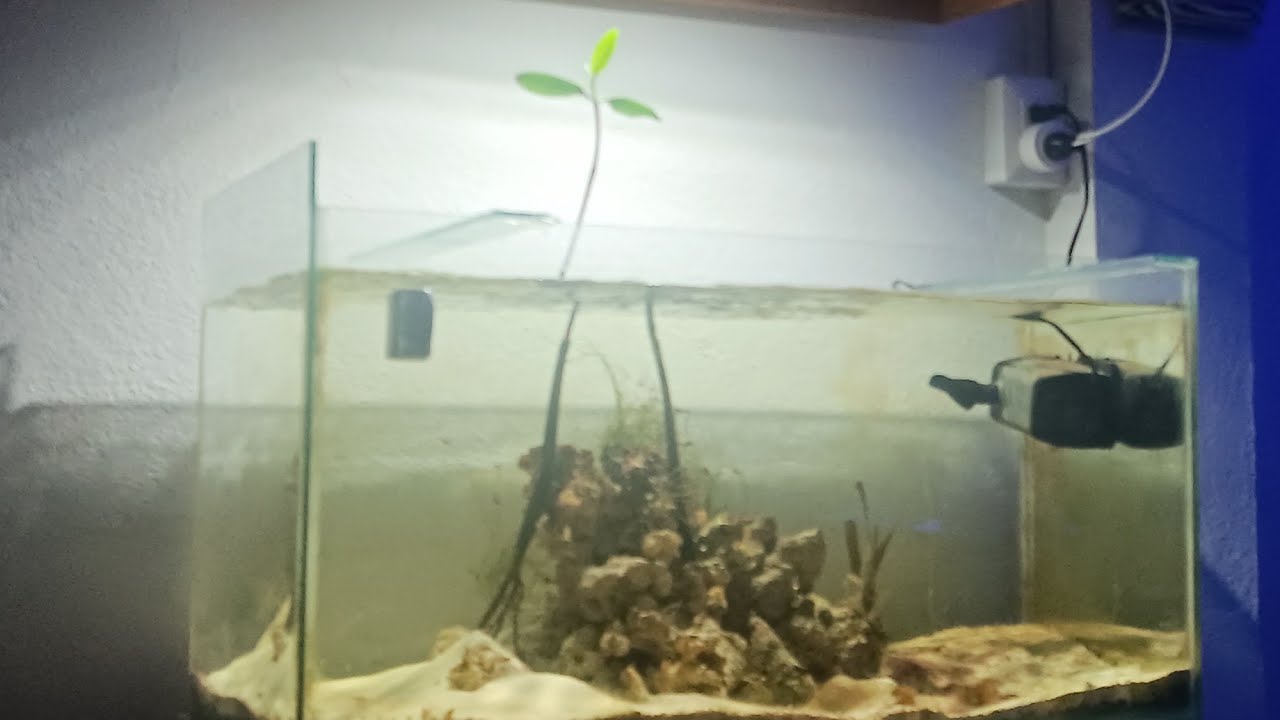 acuario de laguna marina