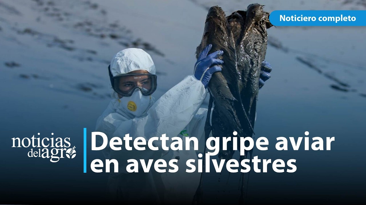 Alerta: Servicios sanitarios de Chile detectaron casos de gripe aviar en aves silvestres