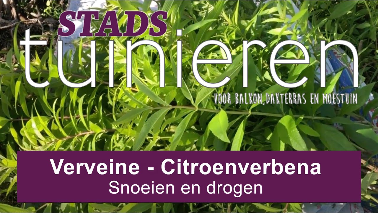Stadstuinieren - Verveine, citroenverbena - snoeien en drogen #Moestuin