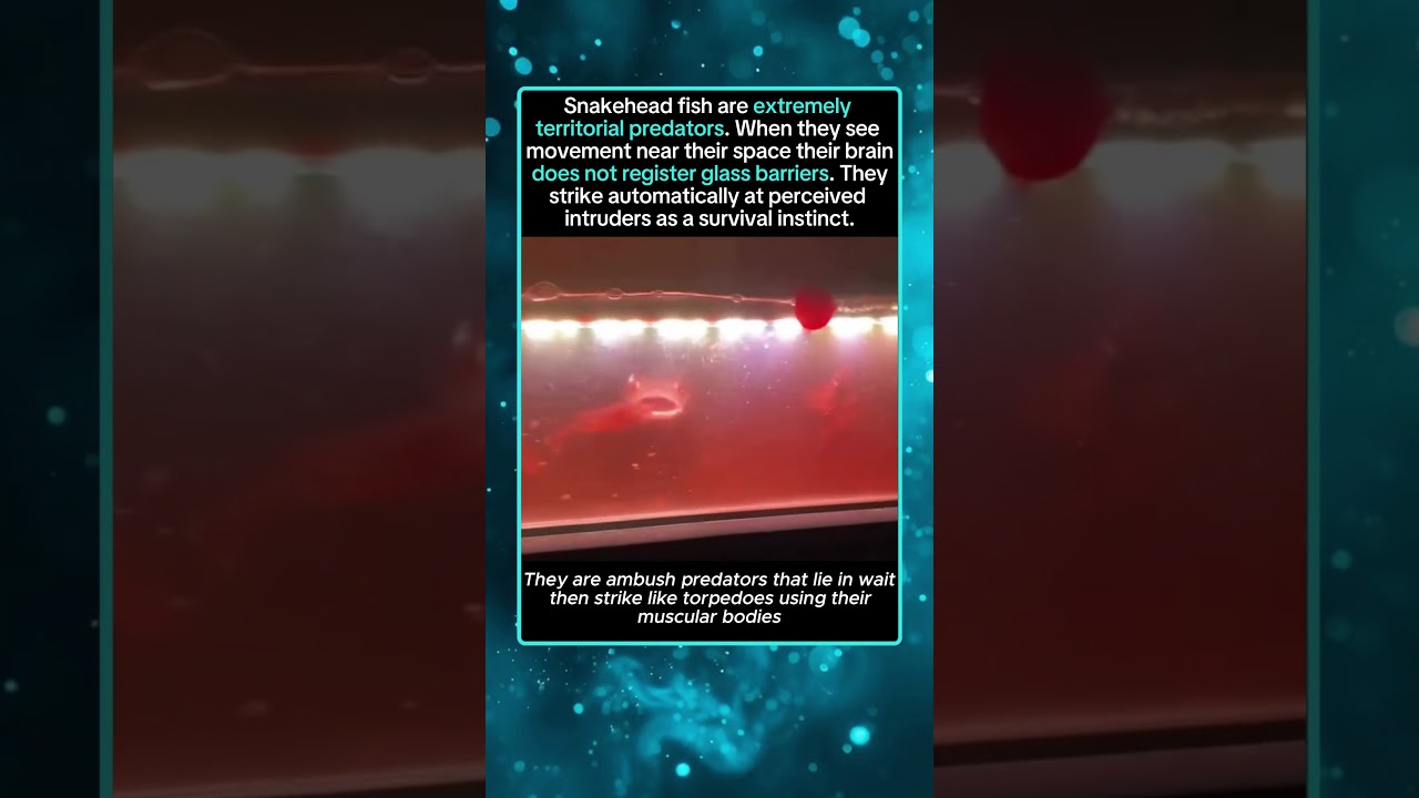 Snakeheads Strike First Without Thinking