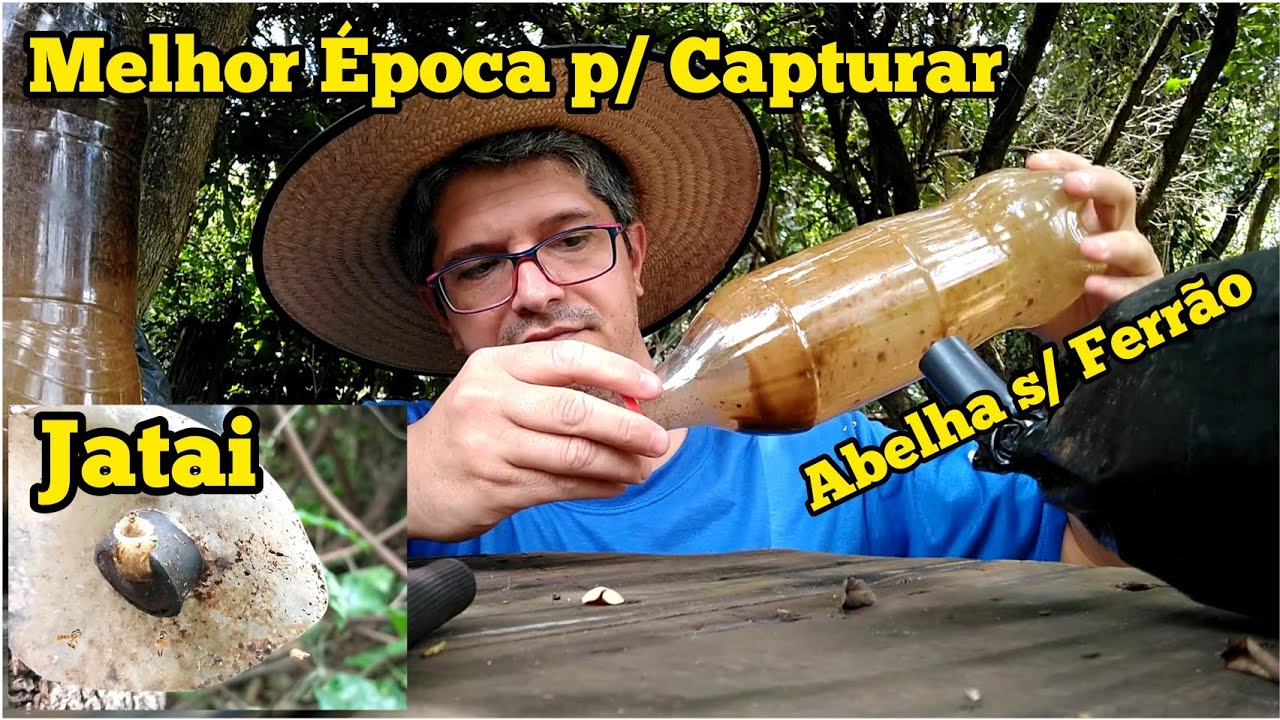 QUAL A MELHOR ÉPOCA DO ANO PRA CAPTURAR ABELHA SEM FERRÃO...