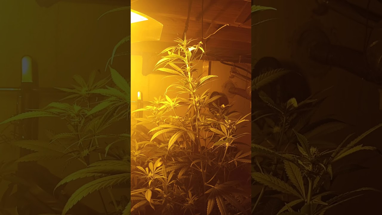 week 11 king tut grow