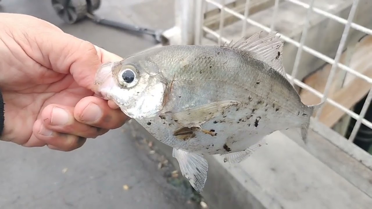 Fishing Bay Area Piers, PT 2, ferry point pier, Richmond CA. perch limit, batrays, guitarfish!