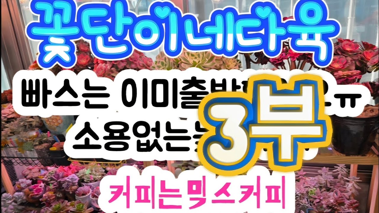 커피는역시 믹스커피가 최고야~3부다육식재영상#봉이네다육#succulent#다육이#꽃단이네다육 