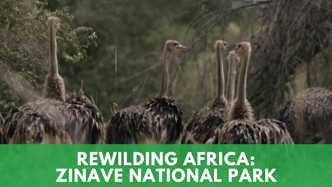 Rewilding builds carnivore guild in Zinave National Park