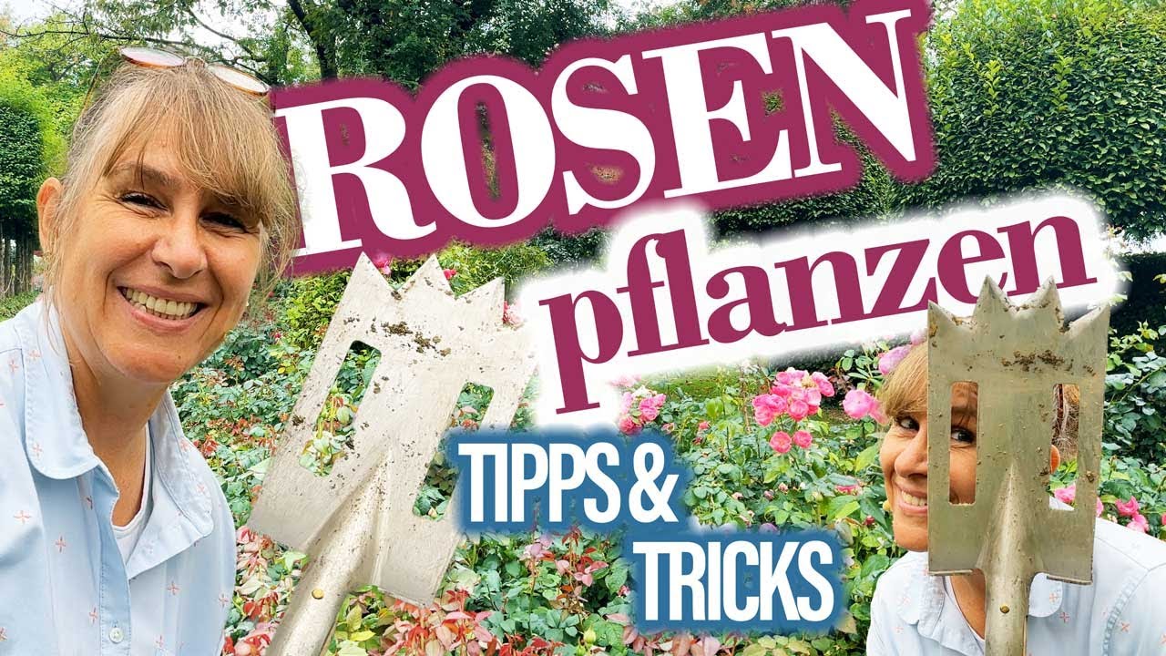 Rosen richtig EINPFLANZEN bzw. UM-pflanzen 🌸☀🌹 ...und wann nutzt Du den Karton-Trick!?