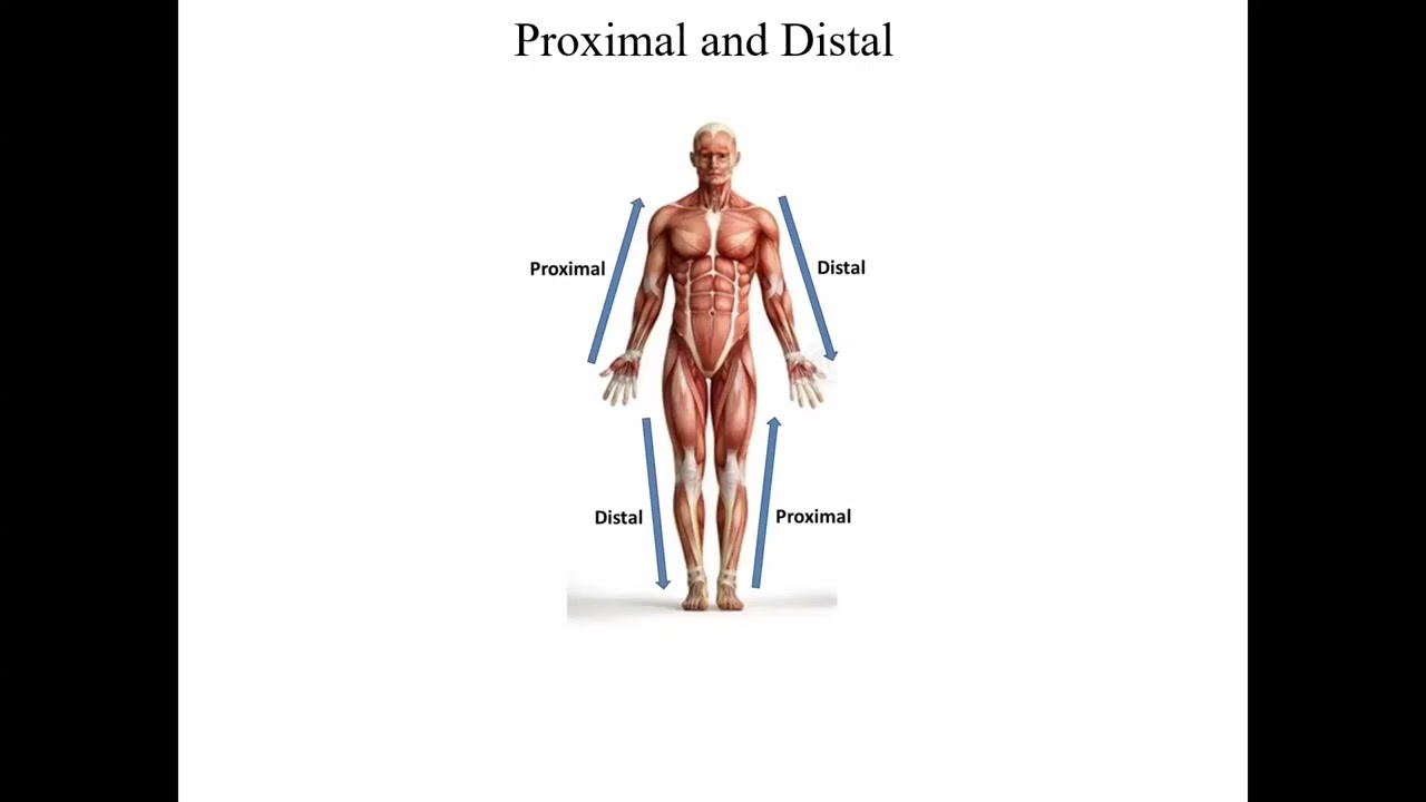 Navigating the Body for MBLEx Prep - Intro to Anatomy and Physiology