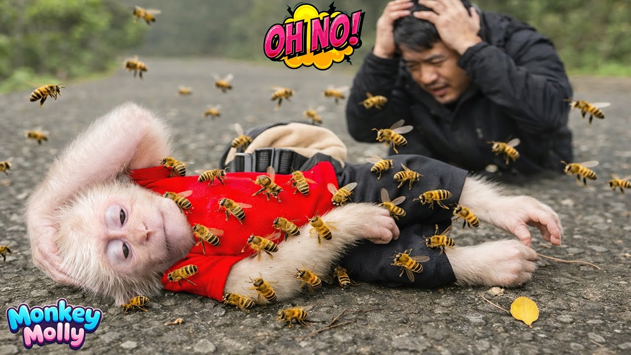 The Terrifying Moments When Monkey Molly Was Attacked by a Swarm of Bees