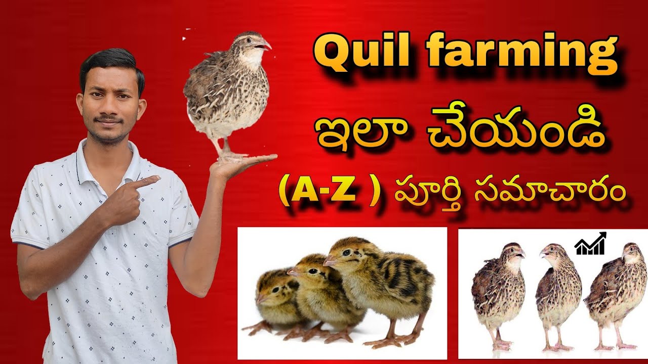 Quil farming in Telugu | Latest quil farming videos in Telugu |Telugu  Farming