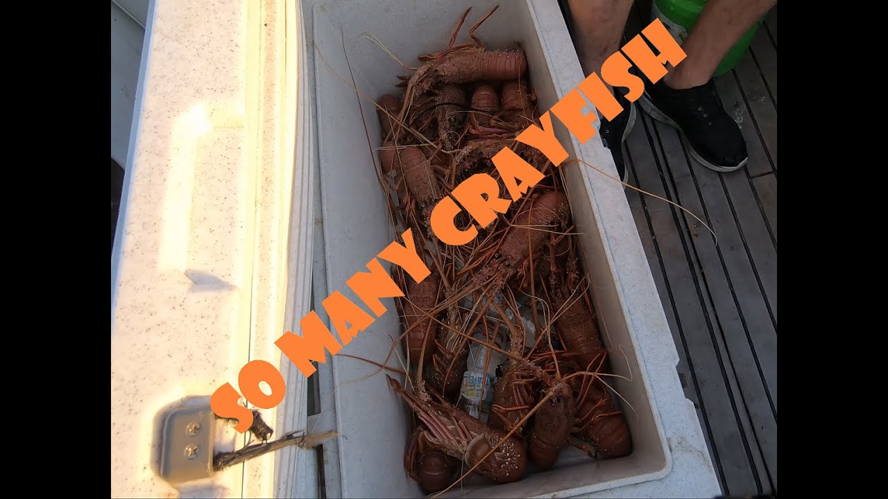 Cray fishing - I cant believe this happened twice! plastic vs pine - Lobster Pots off Perth