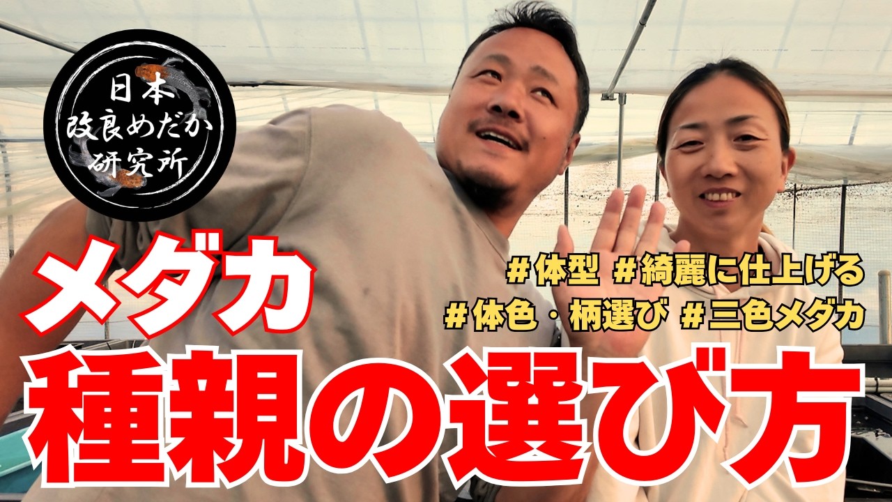 【保存版】メダカの種親選び4つのポイント＆綺麗なメダカを作る採卵時期