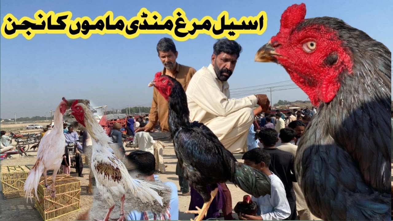 Aseel Murgh Mandi Mamo Kanjan ||ASEEL MURGH MANDI || #aseel #aseelmandi @AzeemJimmy-gc3wf 