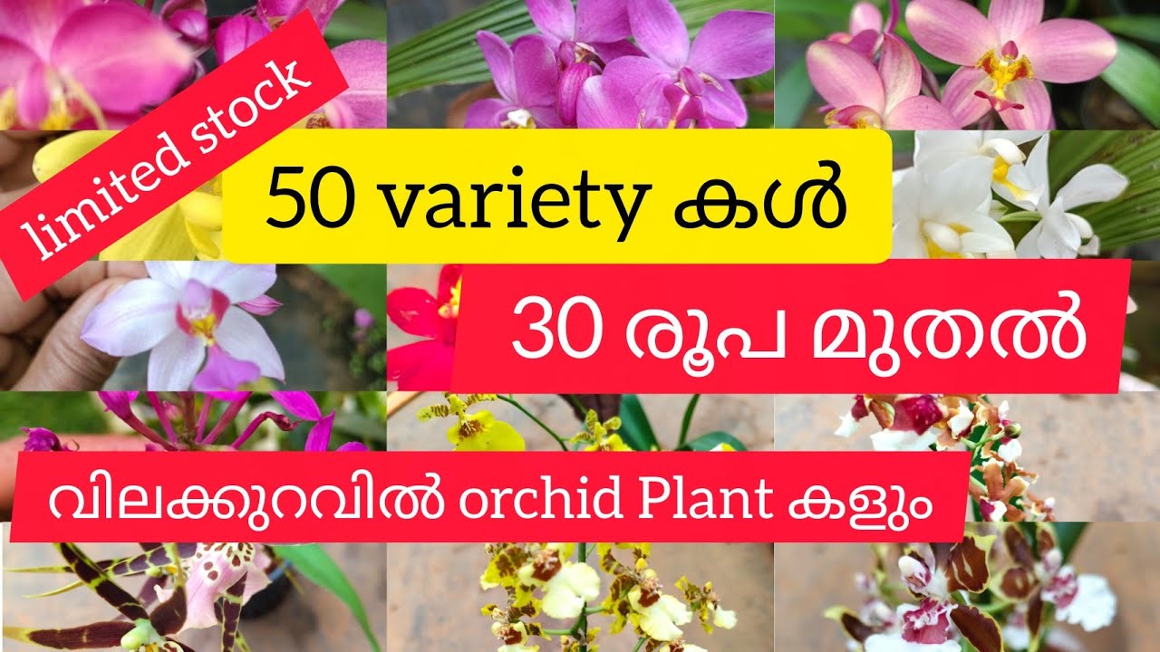 50 variety കൾ30രൂപ മുതൽ നേടൂ കുറഞ്ഞ വിലയിൽ orchid Plant കളും#bloomtalesgarden# 7356246641#