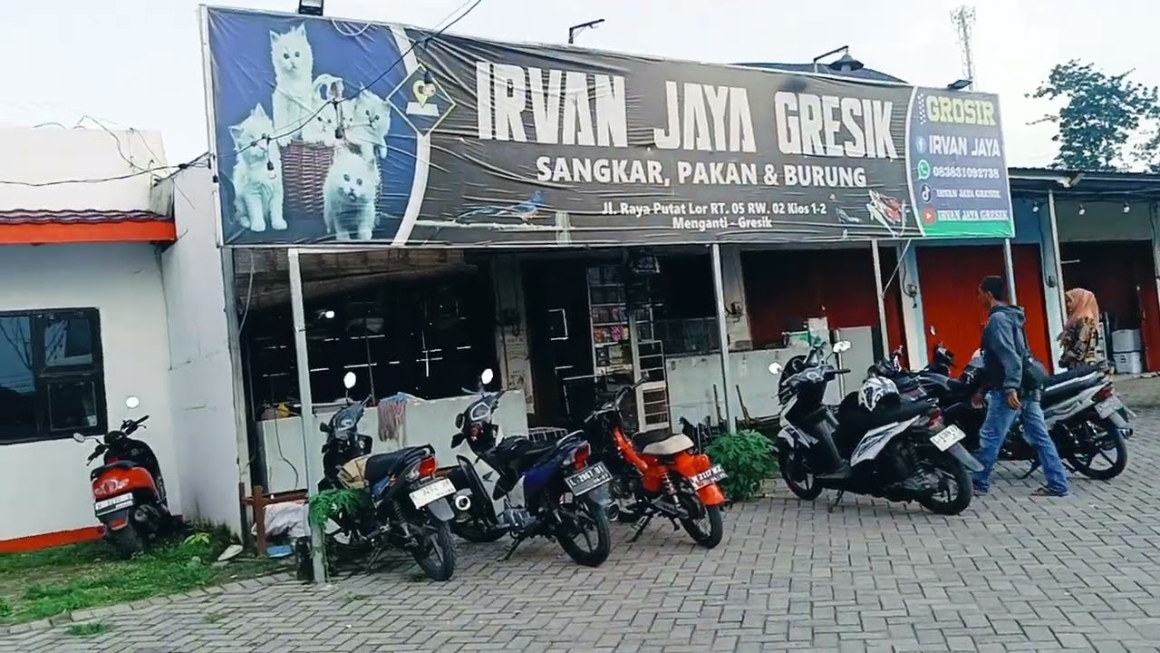 SORE MENJELANG MALAM ANTUSIAS KICAU MANIA SEMAKIN MEMBARA !!! IRVAN JAYA GRESIK