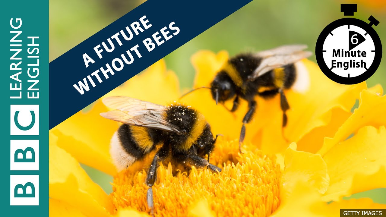Is there a future without bees? 6 Minute English