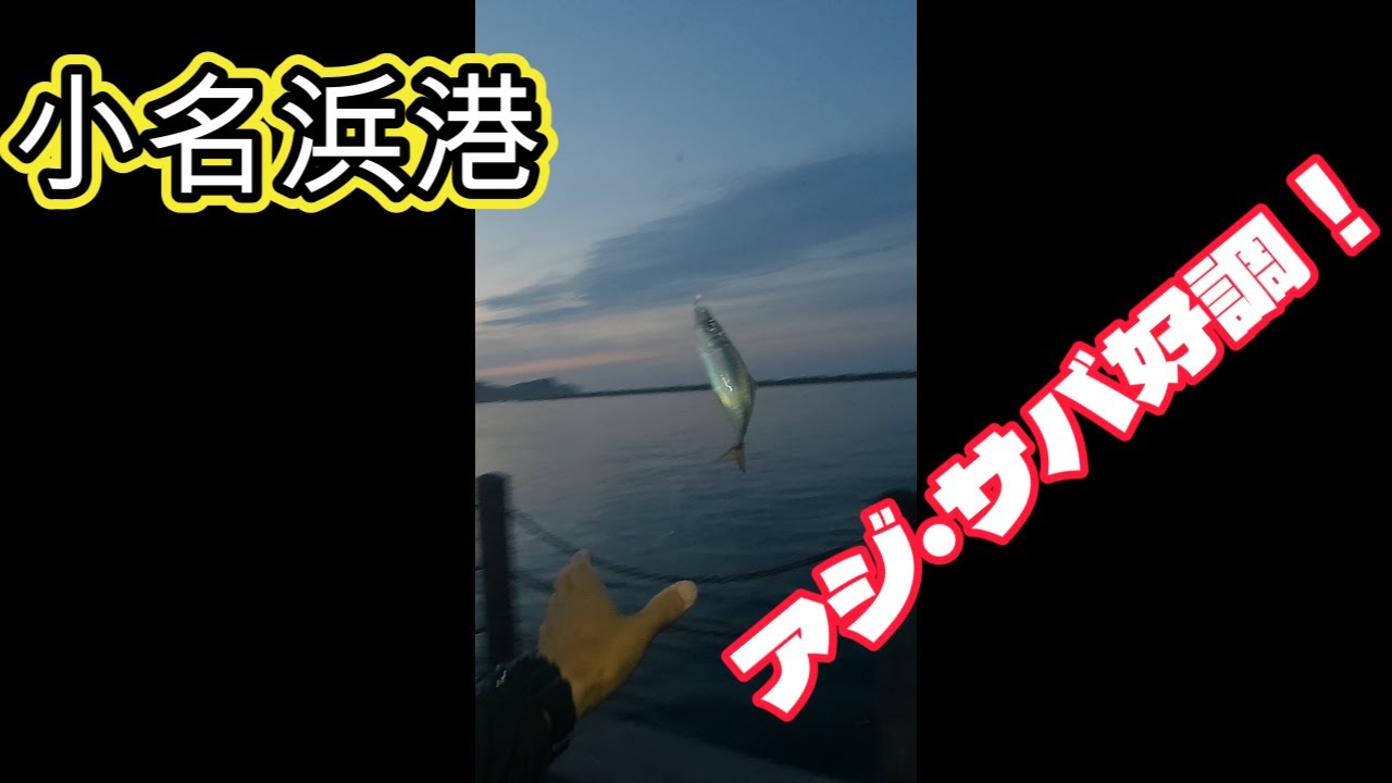小名浜港、アジ・サバ好調！2025.7.26~27 トリックサビキ釣り、ブッコミサビキ釣り、泳がせ釣り。アジ、サバ、メジナ、アイナメ。