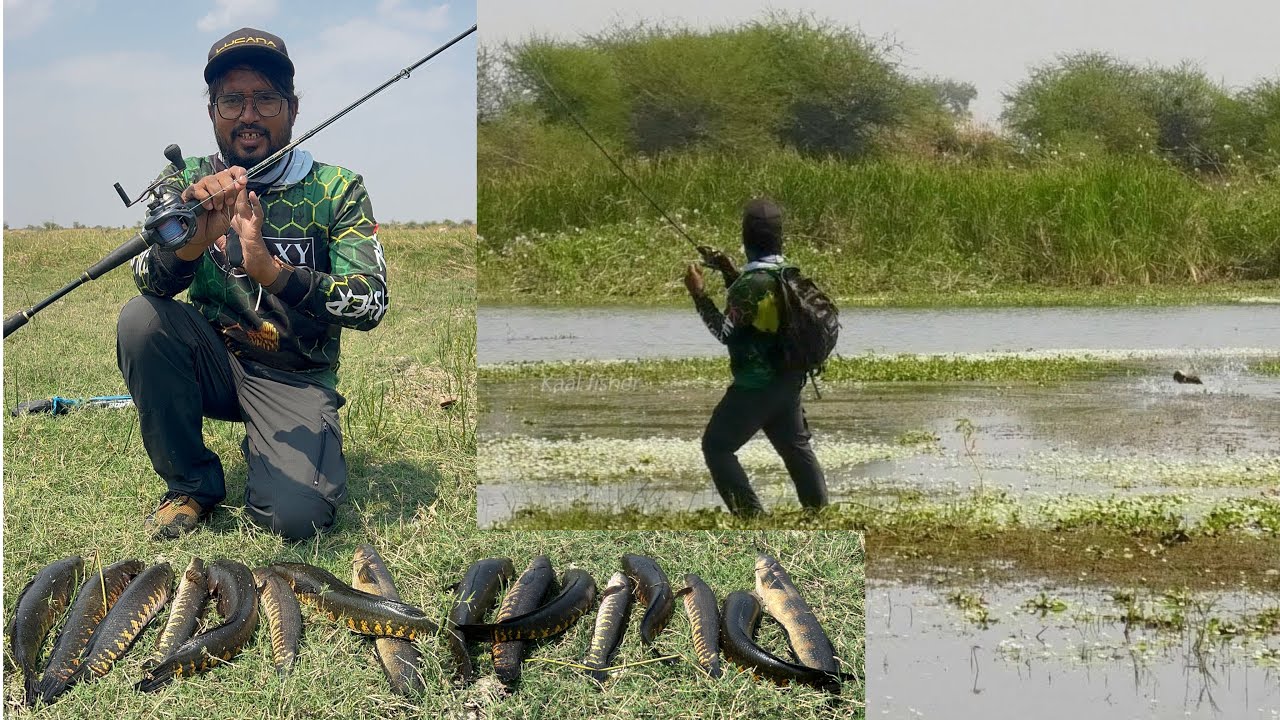 how to catch snakehead fish with frog || KAAL FISHER