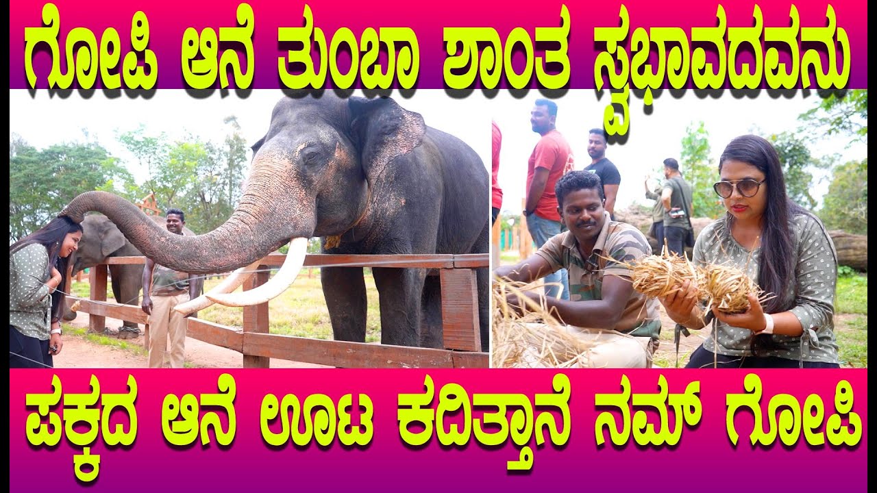 ಗೋಪಿ ಆನೆ ತುಂಟ ಆದ್ರೆ ಶಾಂತ ಸ್ವಭಾವದವನು ದುಬಾರೆಯಲ್ಲಿ ಹೇಗಿದೆ ನೋಡಿ, our future Dasara Ambari Elephant Gopi