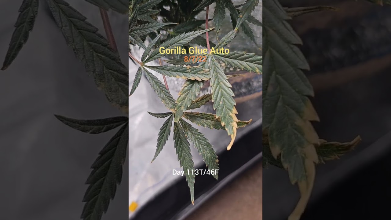 Gorilla Glue Auto- DWC- Day 113T/46F