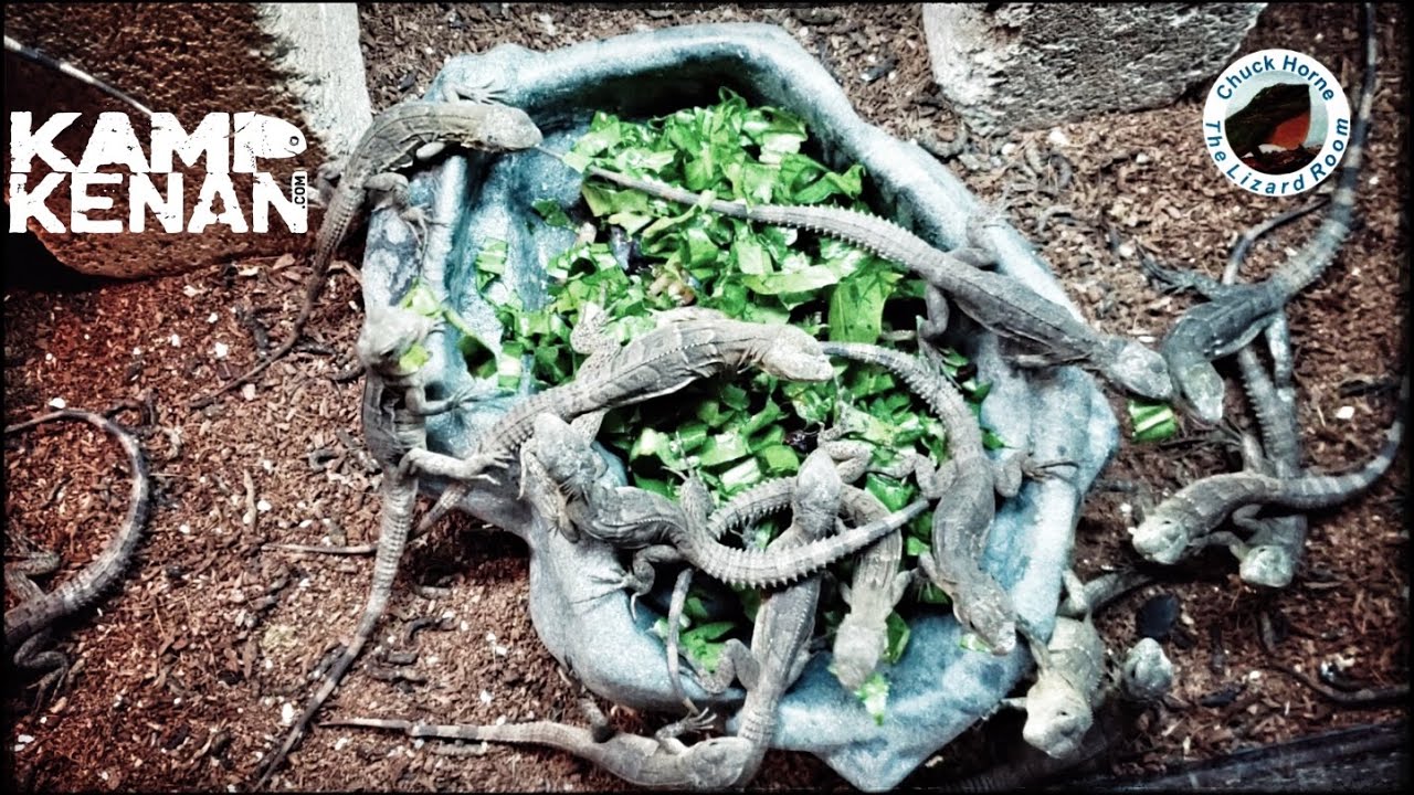 Honduran Spinytail Baby Iguanas!