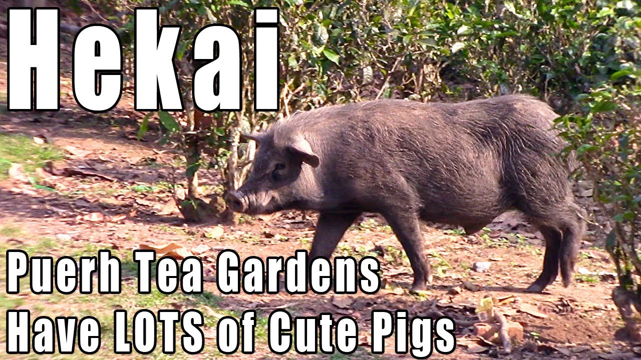 Hekai Puerh Tea Gardens Have The Cutest Pigs!
