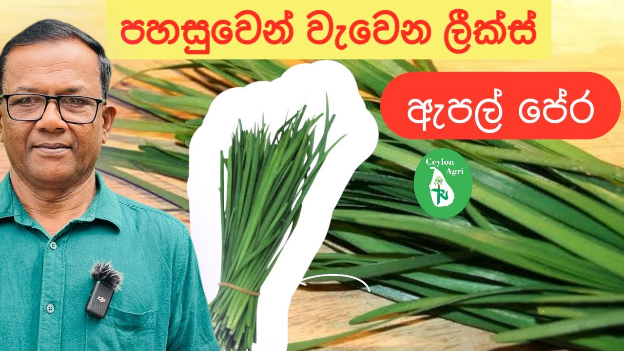 ලංකාවෙ ඕනම තැනක පහසුවෙන් වැවෙන ලීක්ස් | Neera Leeks | Ceylon Agri | Episode 445