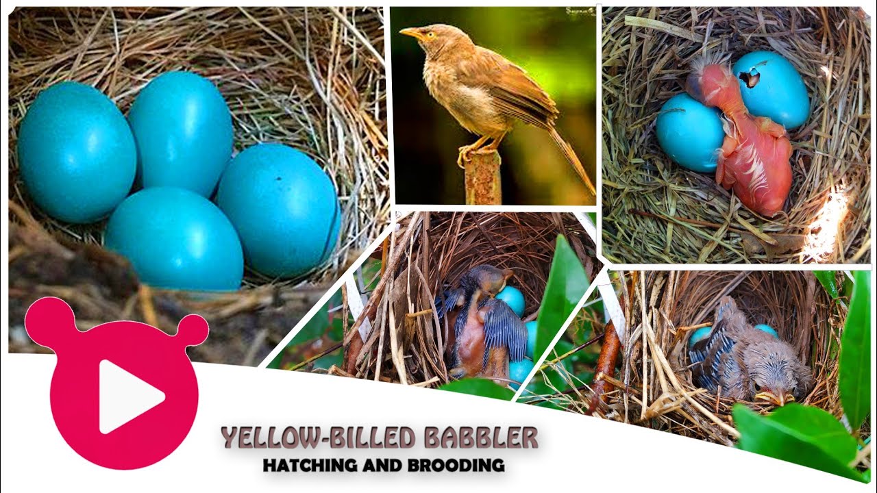 8 Days Story  - Yellow billed Babbler - Life cycle with Multy Subtitles