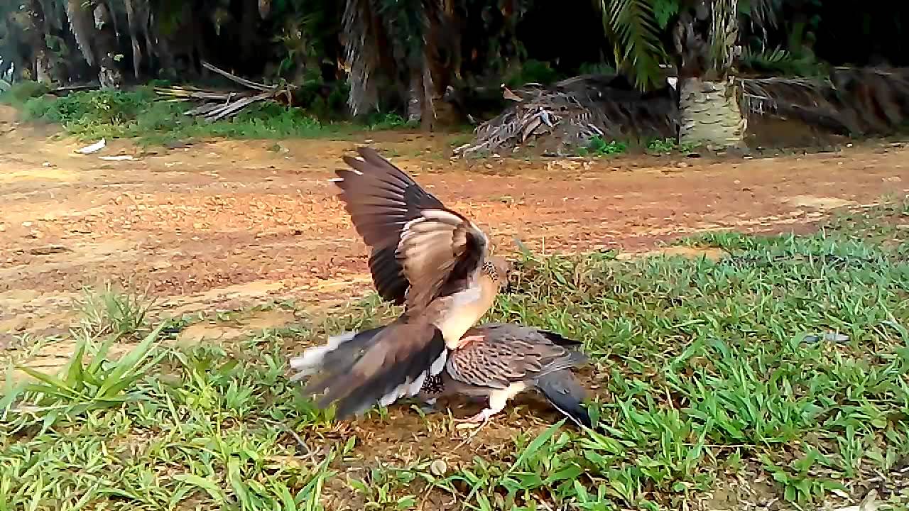 pikat terkukur di bkt kepong