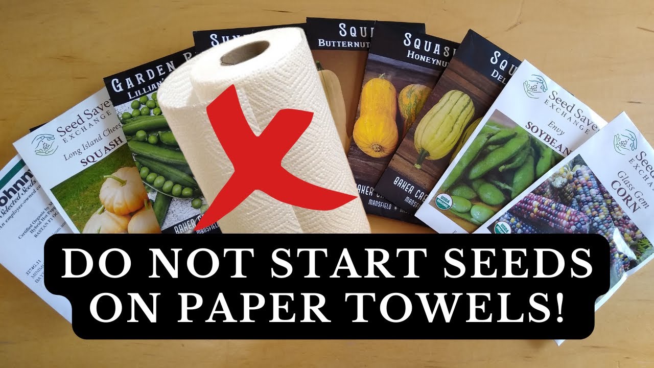 DON’T Start Seeds On Paper Towels – DO THIS INSTEAD