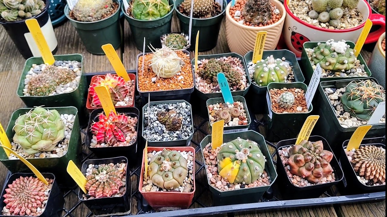 First Watering of Cacti After Winter Dormancy