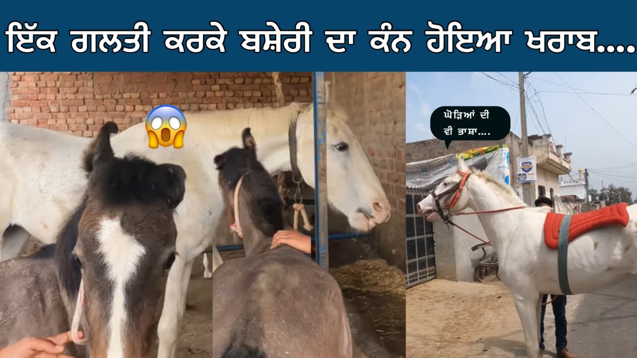 ਬਸ਼ੇਰੀ ਦੇ ਕੰਨ ਦੀਆਂ ਟੁੱਟੀਆਂ ਨਾੜਾਂ..ਤੁਸੀਂ ਨਾ ਕਰਿਓ ਇਹ ਗਲਤੀ..ONE MISTAKE CAUSED FILLY LOST HER EAR