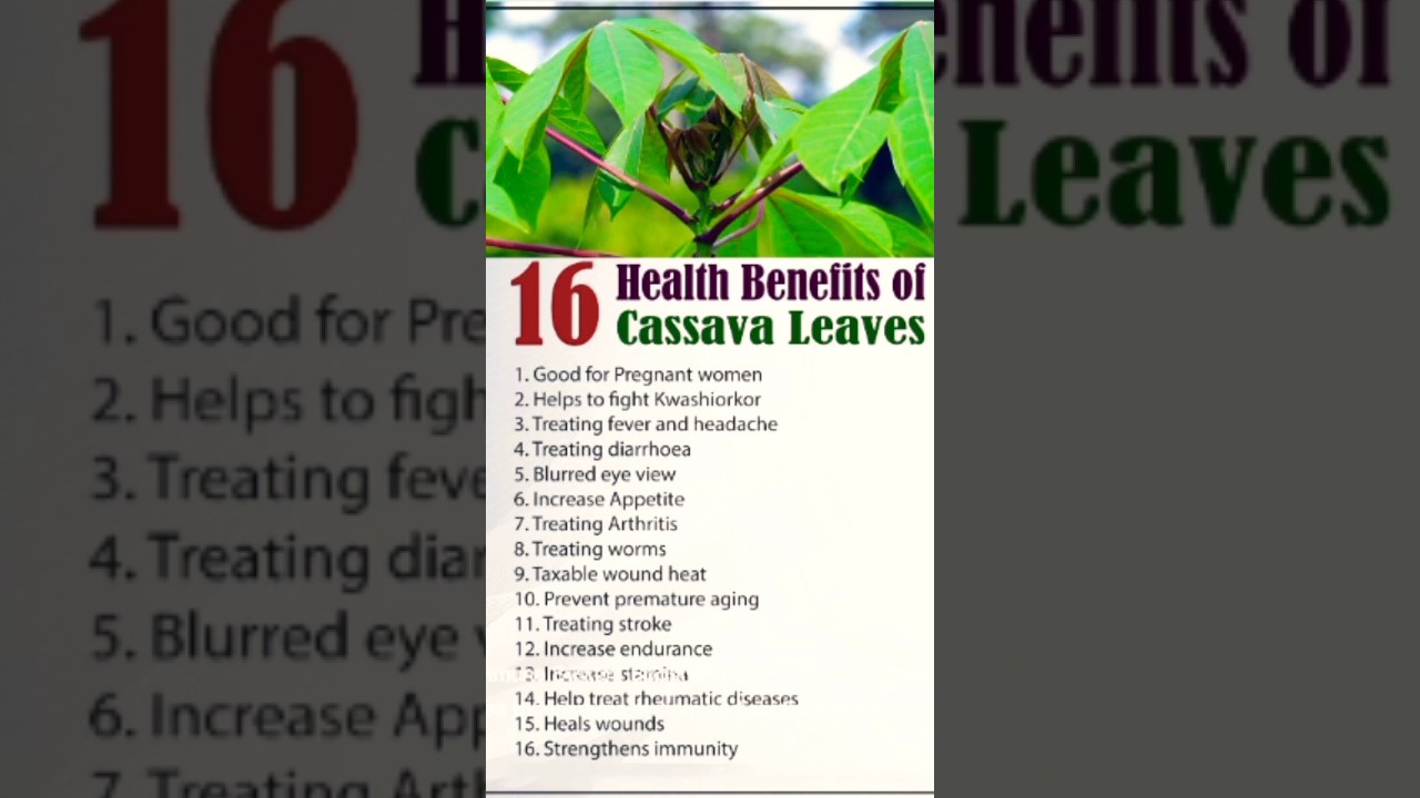 Cassava leaf benefits that will shock 🤯 you #healthy #cassava