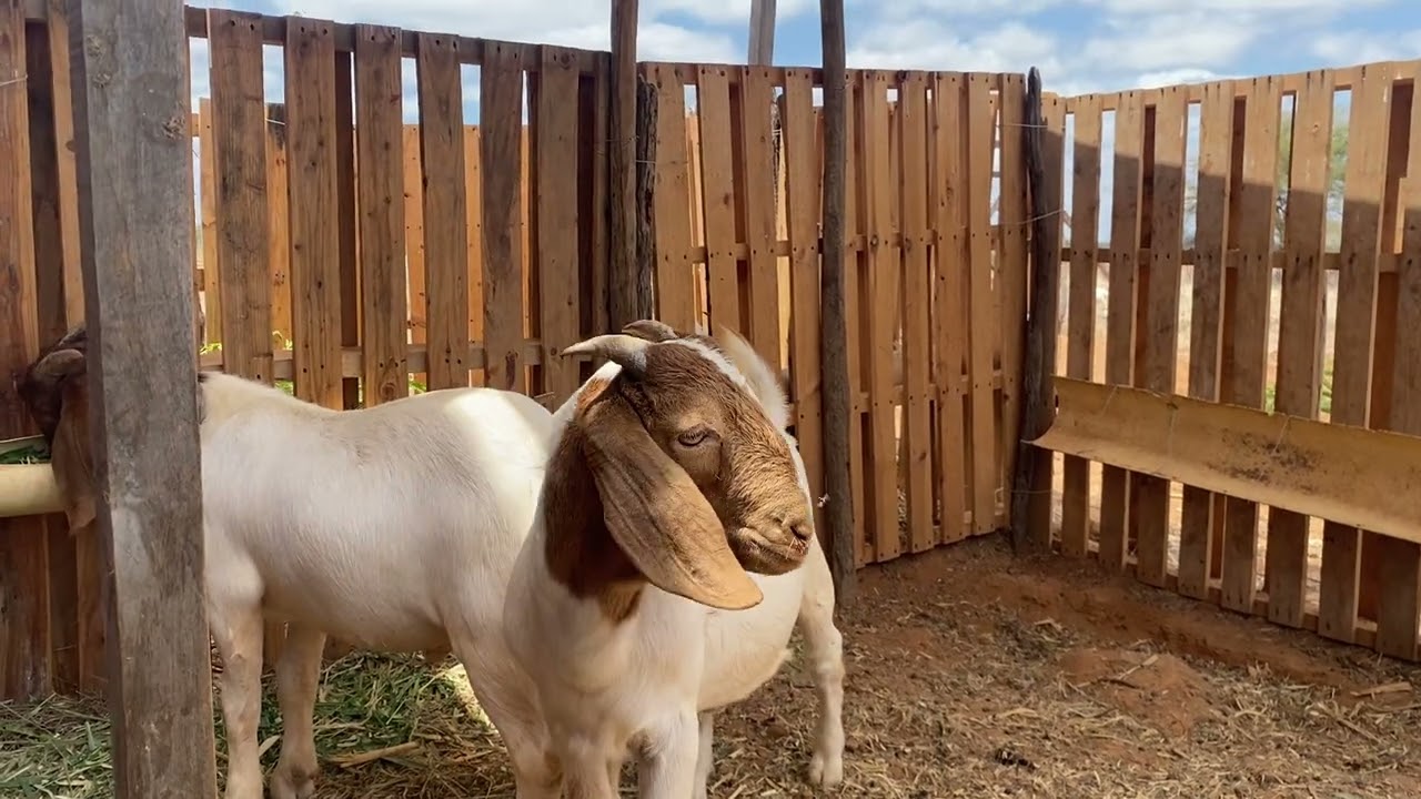 COMO CONFINAR CABRAS DA RAÇA BOER 