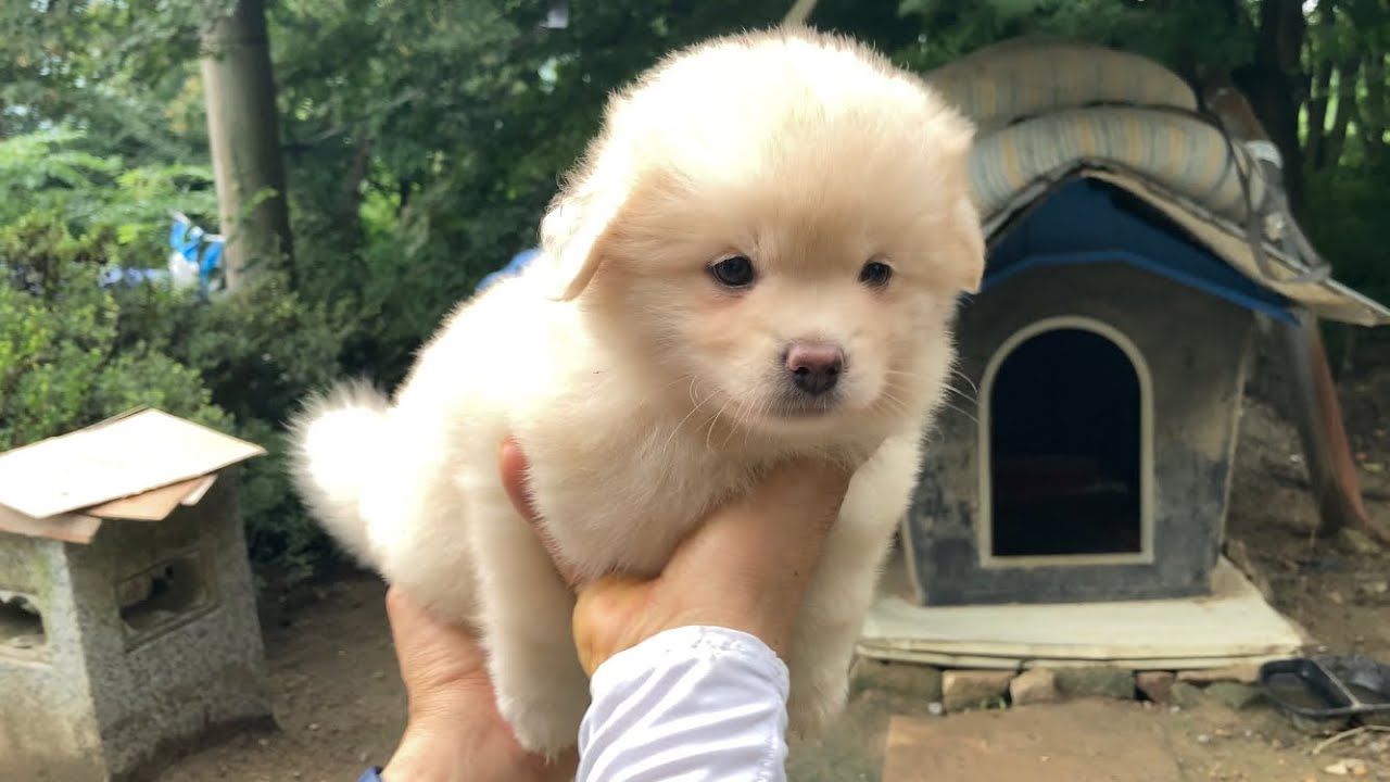 꼬순내라는 것이 폭발한다