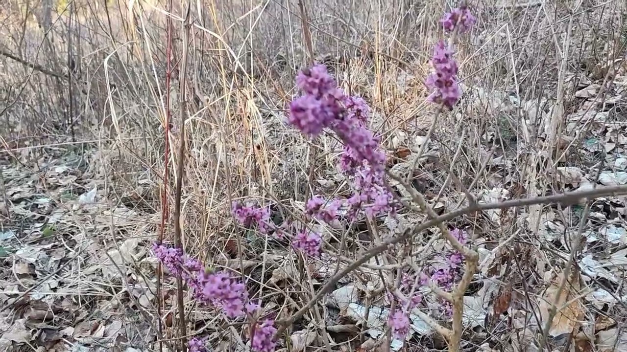Live Nature - Spring Nature Before Awakening / Slovakia / Relax Music / Sound / Peace in Heart Sleep