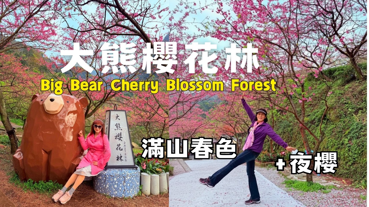 ❣️三峽大熊櫻花林滿山春色+夜櫻 | 新北最夢幻櫻花林 | 20260204🌸Cherry blossoms are in full bloom