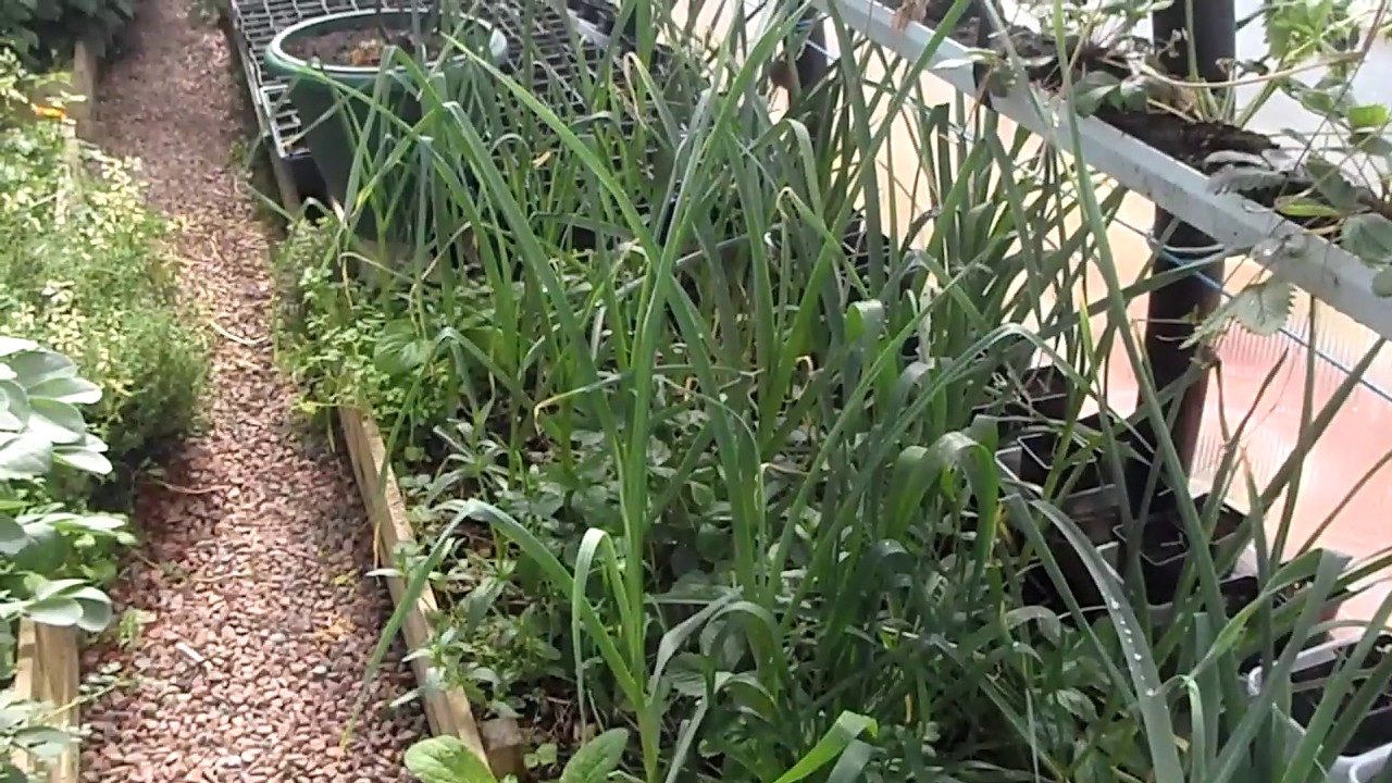 Polytunnel    (Polycrub )