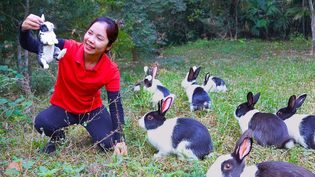 Harvesting 1000+ Mini Rabbits To Sell At The Market, Catching GIANT Fish in Field | Thanh Life