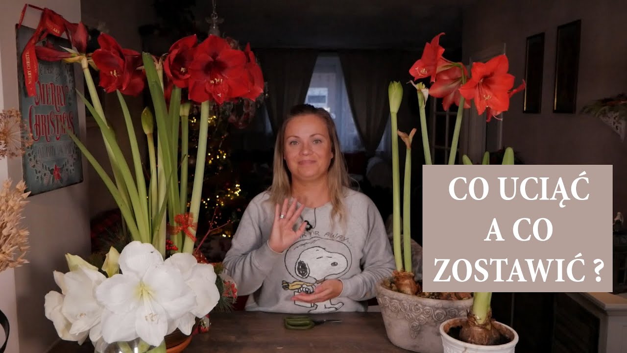 Co zrobić z AMARYLISEM PO PRZEKWITNIĘCIU / Co zrobić żeby amarylis kwitł co roku / MrsGarden