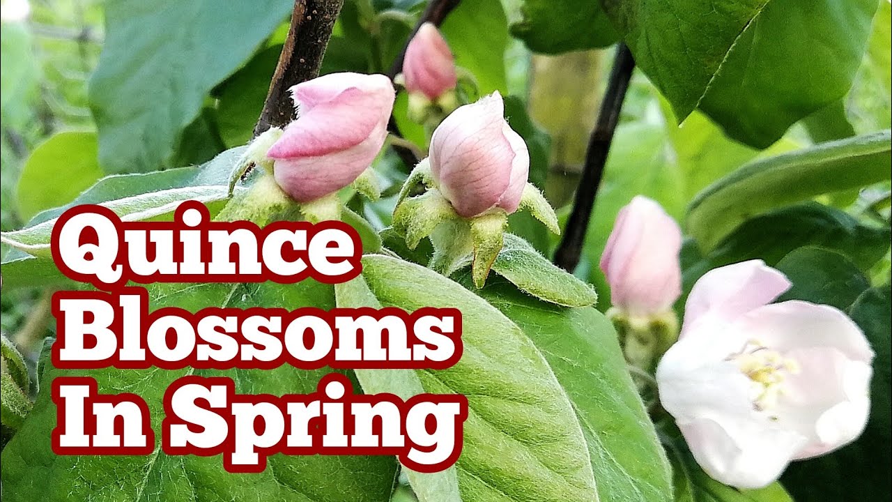 How Blossoms Of Quince Tree Look Like In Spring? / Allotment Fruit Orchard