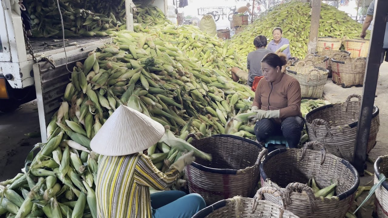 GIÁ BÁN BẮP NẾP,BẮP MỸ,tại vựa bắp THẢO HIỀN,Đ.TRỊNH THỊ MIẾNG,HÓC MÔN