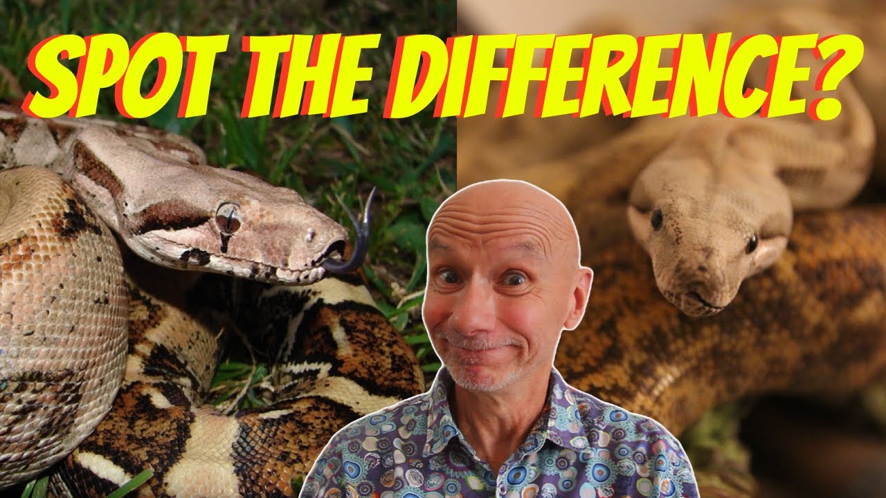 Hog Island boas are NOT boa imperators - I PROVE IT!