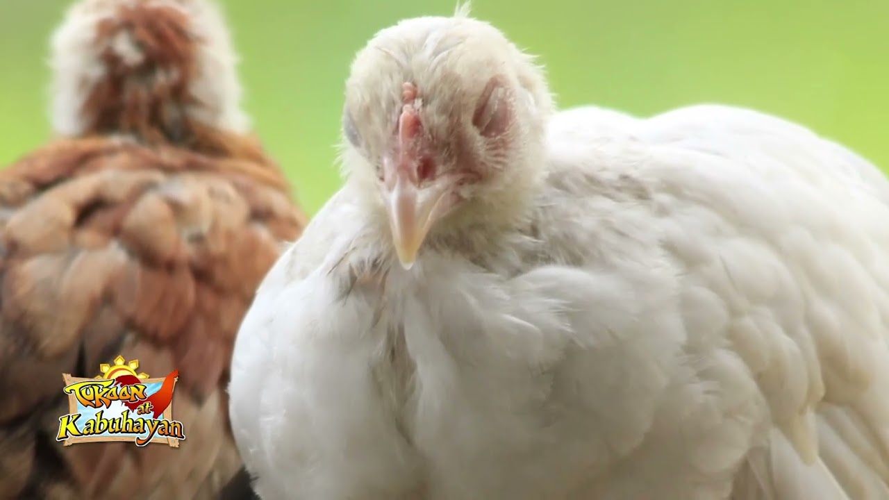 AVIAN MALARIA PREVENTION AND TREATMENT USING ORNISTAT POWDER