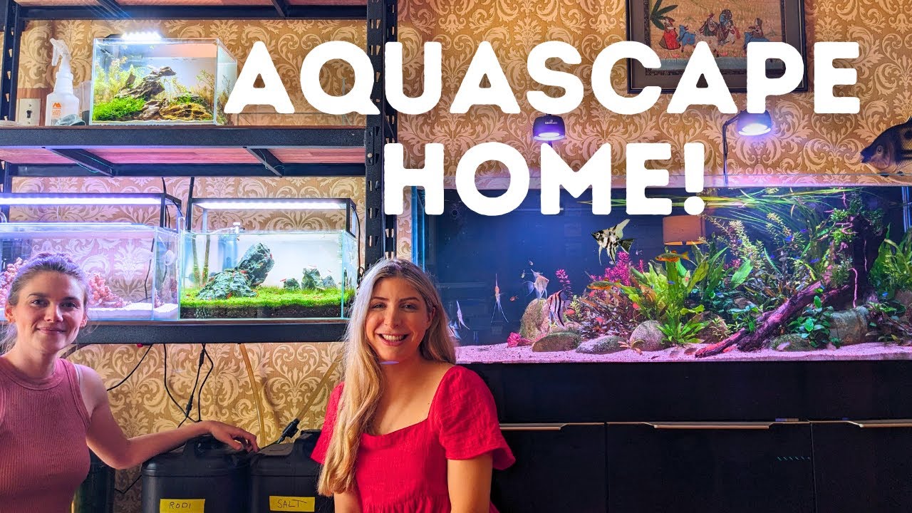 5ft Planted Aquarium and Nano Aquascapes! Fishroom Tour